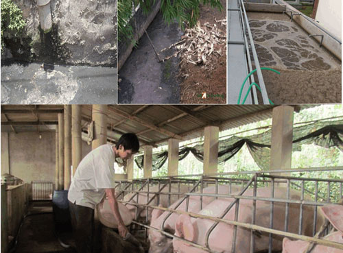Xử lý nước thải chăn nuôi giết mổ gia súc 1200m3 - Môi Trường Bình Minh